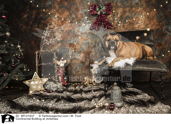 Continental Bulldog at christmas / MT-01937
