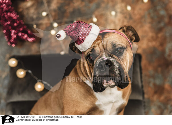 Continental Bulldog at christmas / MT-01940