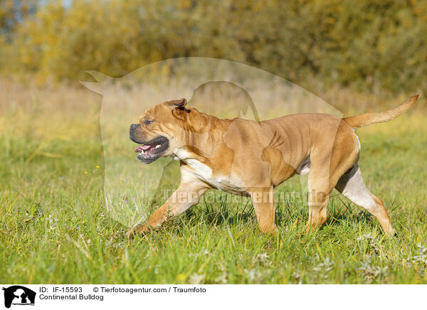 Continental Bulldog / Continental Bulldog / IF-15593