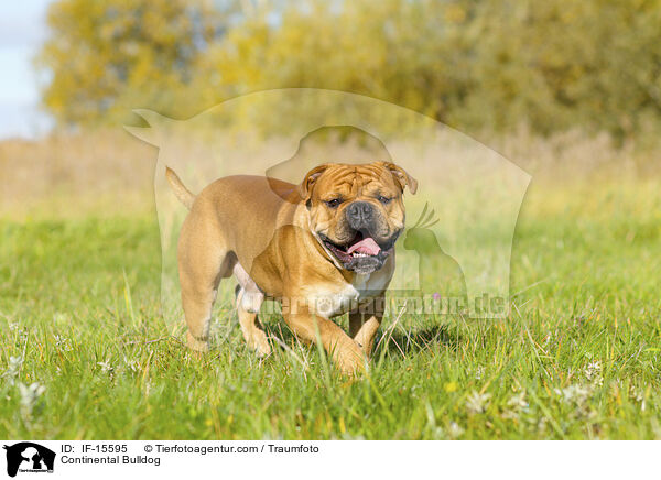 Continental Bulldog / IF-15595