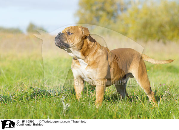 Continental Bulldog / IF-15596