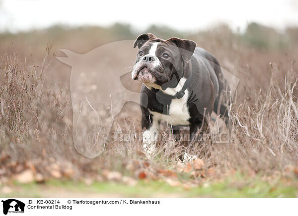 Continental Bulldog / KB-08214