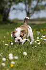 Continental Bulldog Puppy