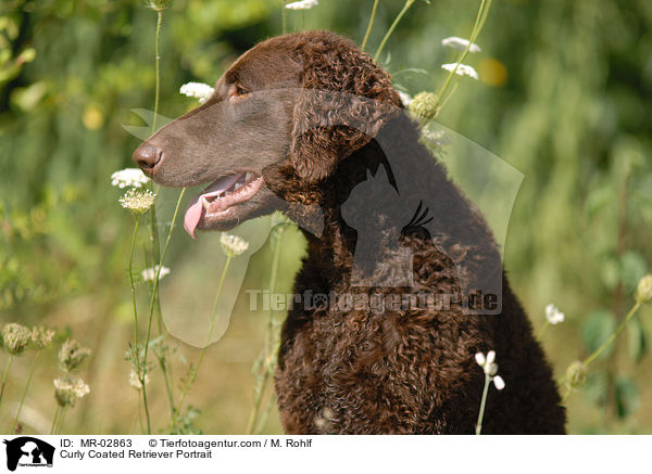 Curly Coated Retriever Portrait / MR-02863