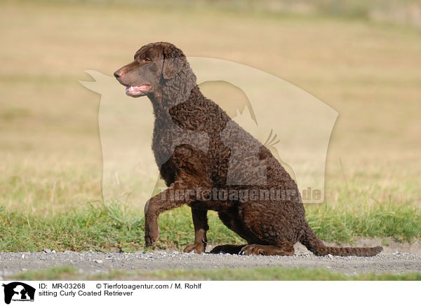 sitting Curly Coated Retriever / MR-03268