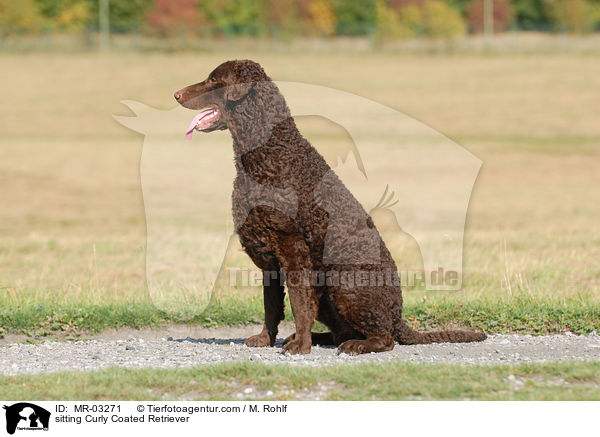 sitting Curly Coated Retriever / MR-03271