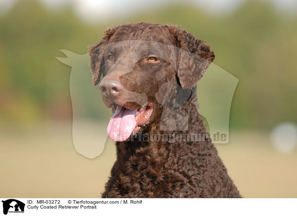 Curly Coated Retriever Portrait / MR-03272