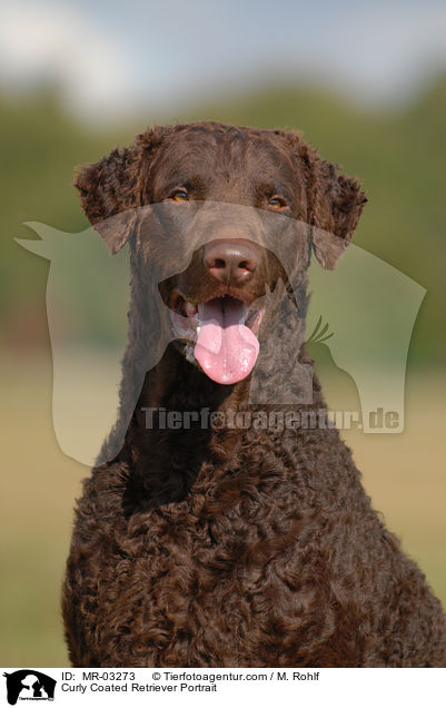Curly Coated Retriever Portrait / MR-03273