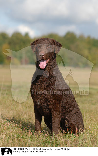 sitting Curly Coated Retriever / MR-03274