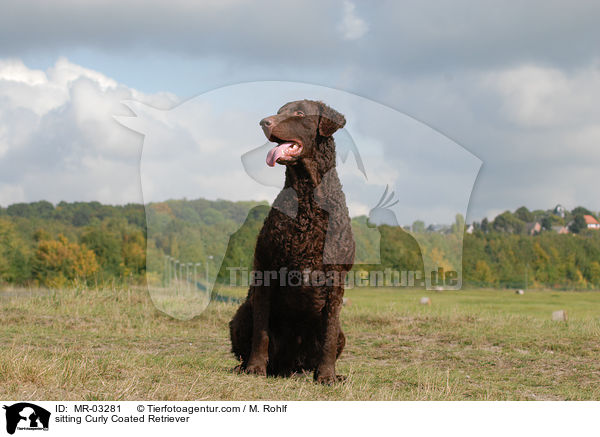 sitting Curly Coated Retriever / MR-03281