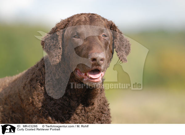Curly Coated Retriever Portrait / MR-03286