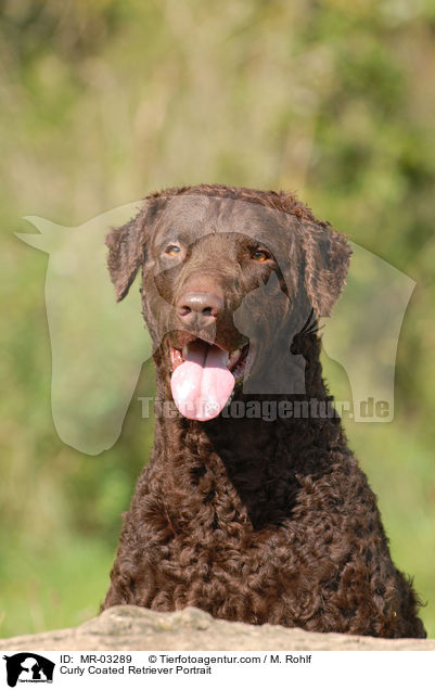 Curly Coated Retriever Portrait / MR-03289