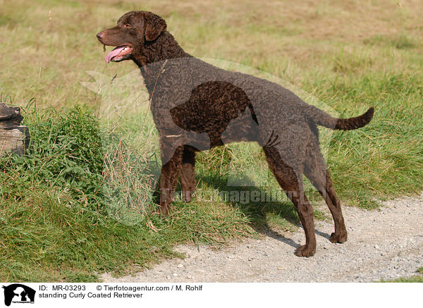 standing Curly Coated Retriever / MR-03293