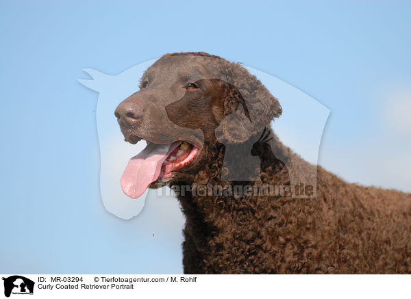 Curly Coated Retriever Portrait / MR-03294