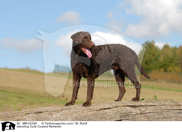 standing Curly Coated Retriever / MR-03296