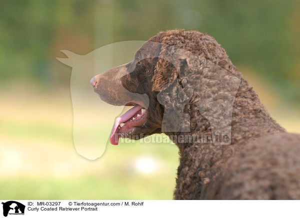 Curly Coated Retriever Portrait / MR-03297