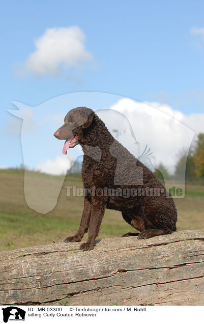 sitting Curly Coated Retriever / MR-03300