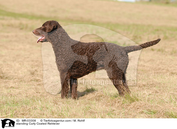 standing Curly Coated Retriever / MR-03308