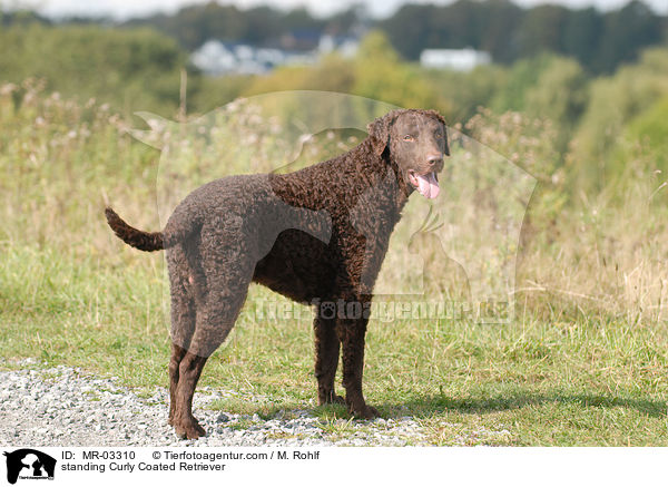 standing Curly Coated Retriever / MR-03310