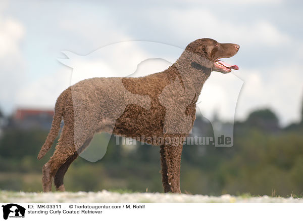 standing Curly Coated Retriever / MR-03311