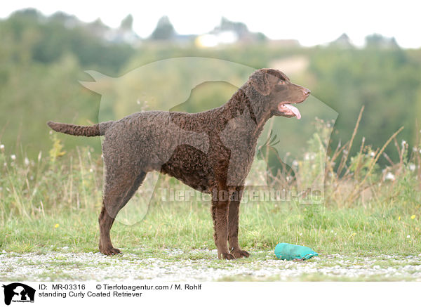 standing Curly Coated Retriever / MR-03316