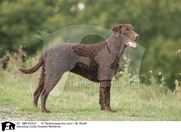 standing Curly Coated Retriever / MR-03321