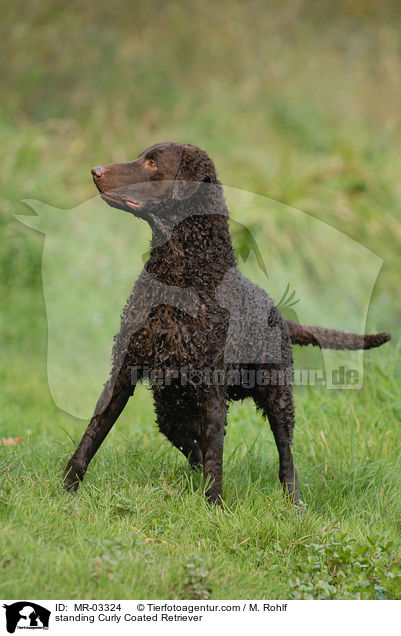 standing Curly Coated Retriever / MR-03324