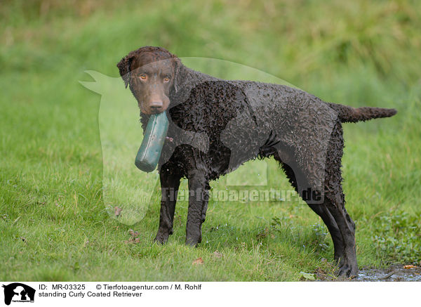 standing Curly Coated Retriever / MR-03325