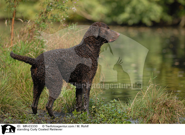 standing Curly Coated Retriever / MR-03330