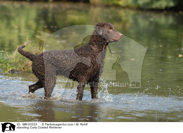 standing Curly Coated Retriever / MR-03333