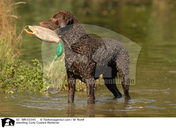 standing Curly Coated Retriever / MR-03345