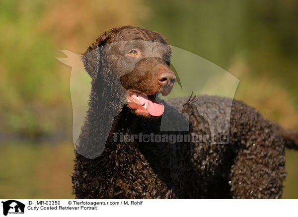 Curly Coated Retriever Portrait / MR-03350