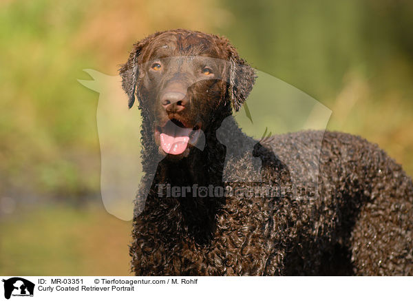 Curly Coated Retriever Portrait / MR-03351