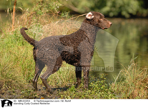 standing Curly Coated Retriever / MR-03353