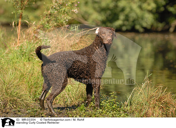 standing Curly Coated Retriever / MR-03354