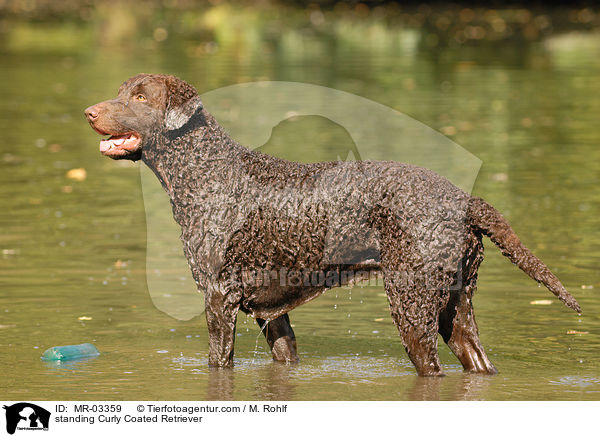 standing Curly Coated Retriever / MR-03359