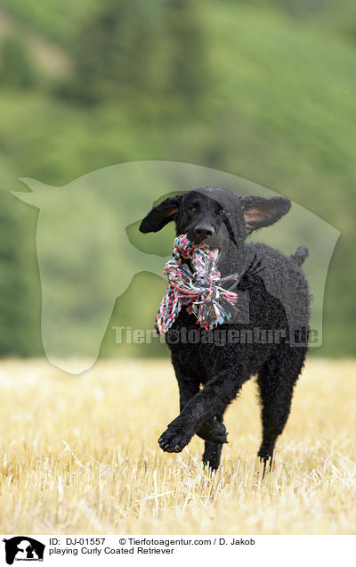 playing Curly Coated Retriever / DJ-01557