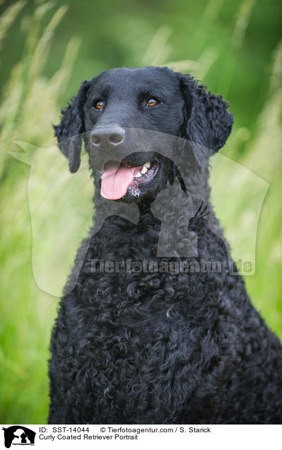 Curly Coated Retriever Portrait / SST-14044