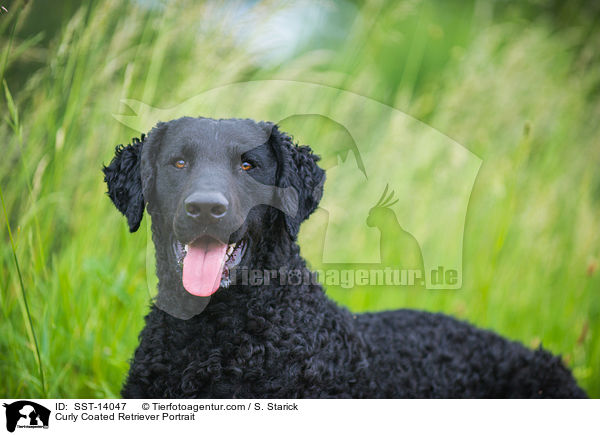 Curly Coated Retriever Portrait / SST-14047