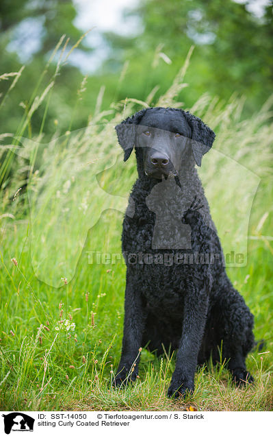 sitting Curly Coated Retriever / SST-14050