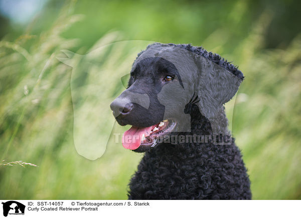 Curly Coated Retriever Portrait / SST-14057