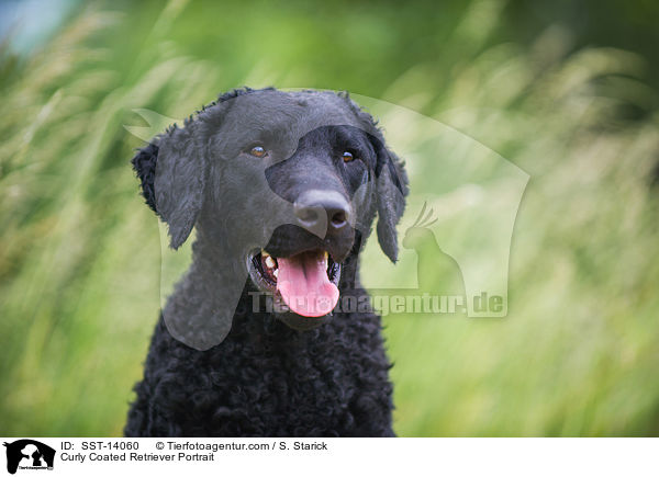 Curly Coated Retriever Portrait / SST-14060