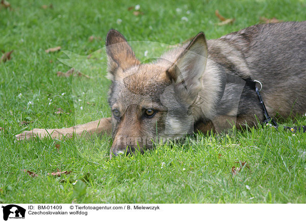 Czechoslovakian wolfdog / BM-01409