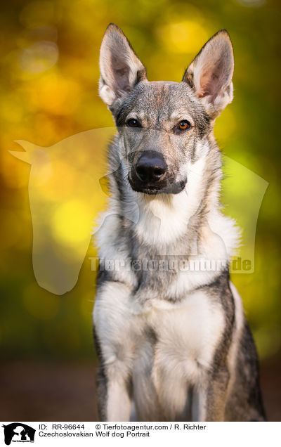 Czechoslovakian Wolf dog Portrait / RR-96644