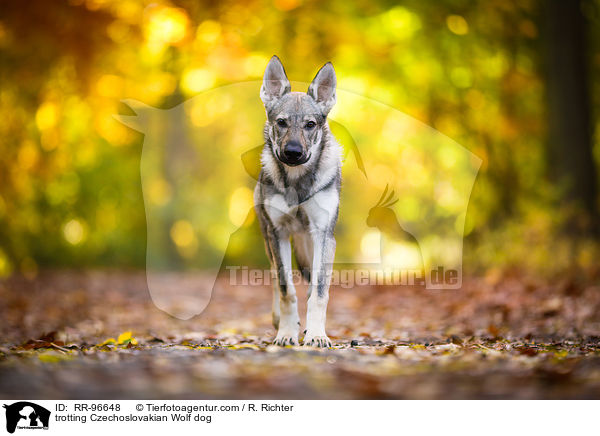 trotting Czechoslovakian Wolf dog / RR-96648