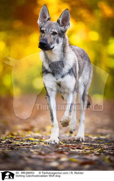 trotting Czechoslovakian Wolf dog / RR-96653