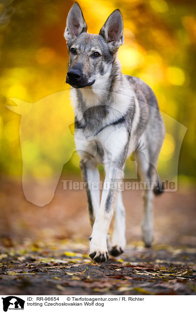 trotting Czechoslovakian Wolf dog / RR-96654