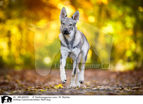 trotting Czechoslovakian Wolf dog / RR-96655