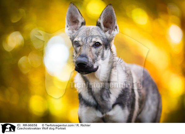 Czechoslovakian Wolf dog Portrait / RR-96658