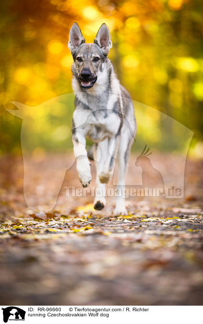 running Czechoslovakian Wolf dog / RR-96660